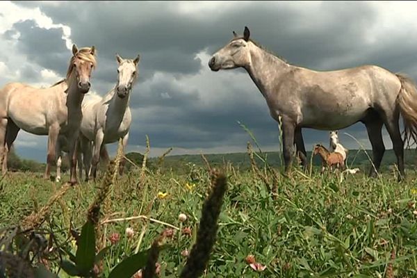 L'impact humain dans le Marais Vernier se veut le plus faible possible. Les chevaux de camargues y sont sauvages.