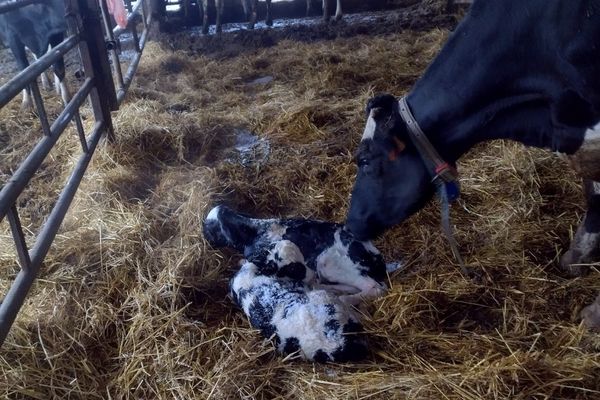 Un agriculteur du Nord-Mayenne a eu la surprise de découvrir qu'une de ses vaches a donné naissance non pas à des jumeaux, comme il le pensait, mais bien à des triplés.