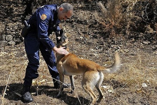 Saint-Hippolyte-du-Fort (Gard) - Drop, le chien spécialisé dans la recherche de produits accélérateurs, nouvelle arme fatale des gendarmes du Languedoc-Roussillon contre les pyromanes - juillet 2011