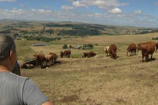 A Allanche, les récoltes de fourrage ont payé un lourd tribut à la sécheresse. Et il faut déjà puiser dans les stocks pour nourrir les vaches.