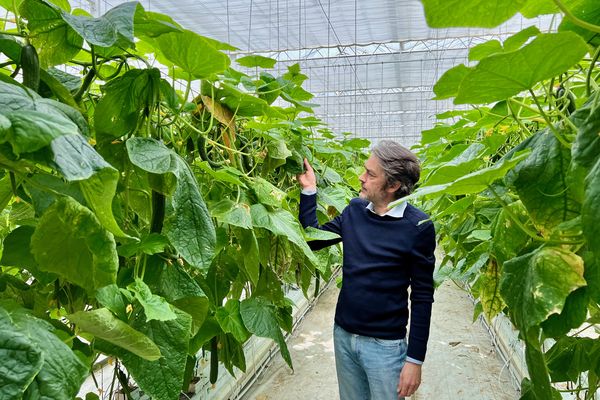 Multiplié par trois, le prix de l'énergie alarme les producteurs de concombres et de tomates sous serre, en perspective, une pénurie possible à l'automne