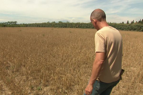 Récolte de céréales impossible en plaine dans les Pyrénées Orientales à cause de la sécheresse