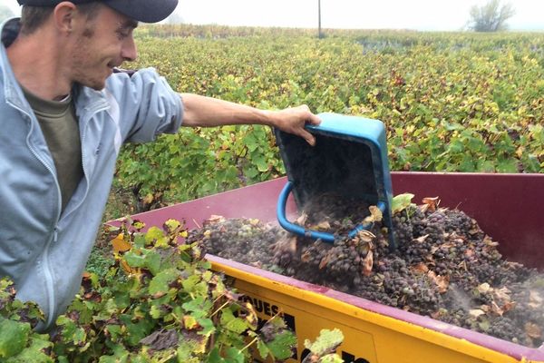 Un vendangeur dans le Bergeracois.