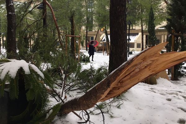 Le poids de la neige a cassé quelques branches dans le quartier Antigone à Montpellier - Mars 2018