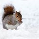 Quelques flocons de neige pourraient faire leur apparition.