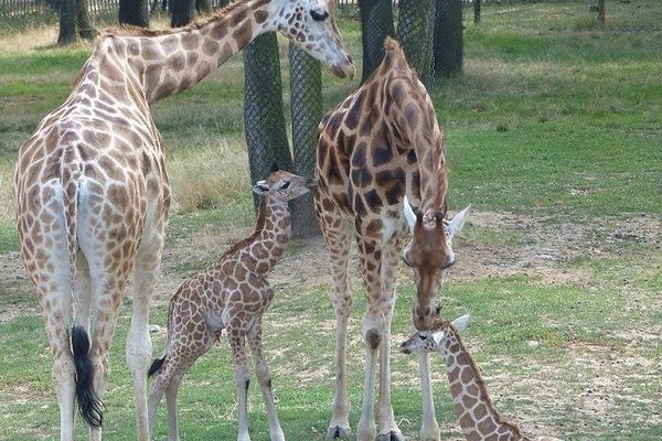 Le petit Mbili et sa famille.