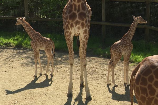 Les deux girafons nés ce printemps au zoo de Champrépus dans la Manche