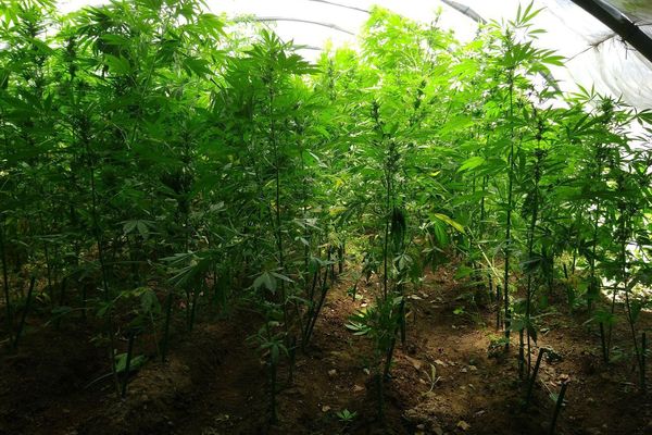 Corbères (Pyrénées-Orientales) - 1.031 plants de cannabis saisis par la gendarmerie et incinérés - juin 2018.