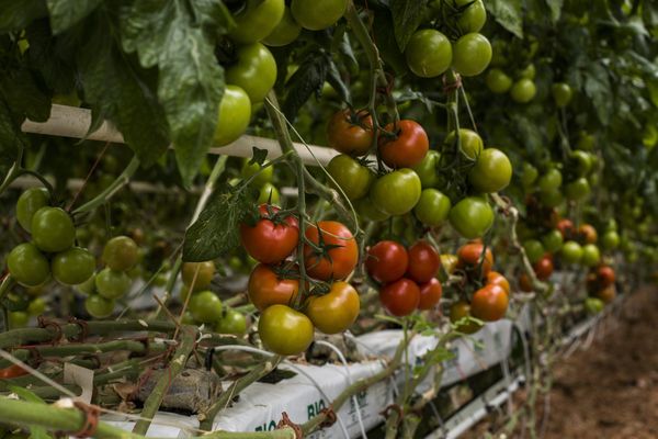 Un virus végétal détecté sur les tomates d'une exploitation du Finistère