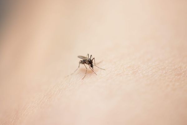 Le premier cas de dengue a été détecté par l'Agence Régionale de Santé à Montpellier. Lundi 8 juillet 2024.