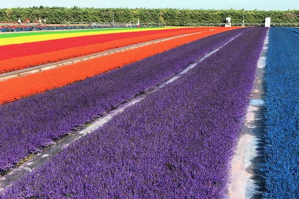 A Bischoffsheim, les callunas, bruyère de cimetière, se colorent pour l'automne. Si les clochettes blanches et roses, couleurs naturelles de la plante, sont encore demandées, 80% de la production est teintée de sept couleurs différentes pour répondre à la demande. 