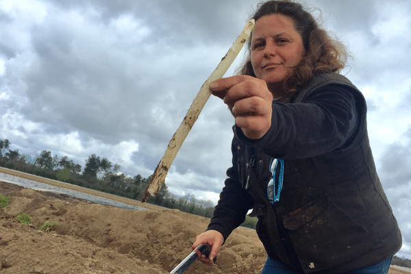 Christelle Castagnède ramasse ses asperges blanches bio des Landes avec parcimonie en ce 11 avril 2018.