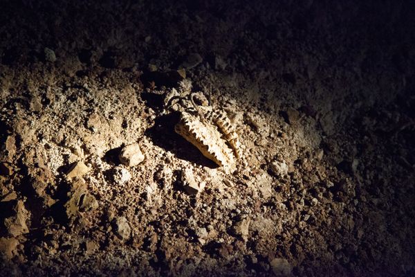 Mâchoire d'une antilope retrouvée dans les grottes des Phosphatières du Cloup d'Aural à Bach, dans le Lot.