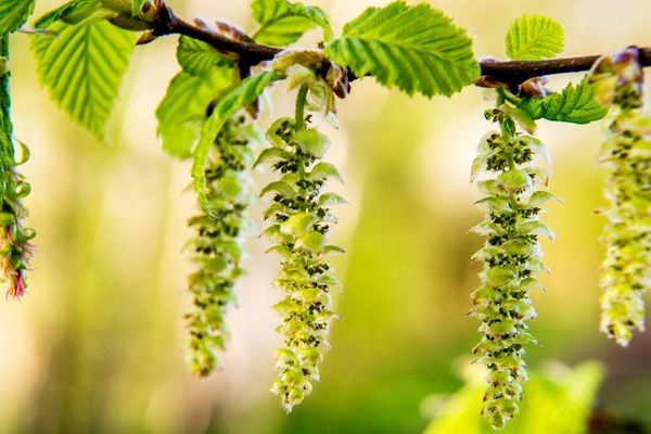 Des fleurs de bouleau, qui émettent un pollen causant des allergies à certaines personnes. 