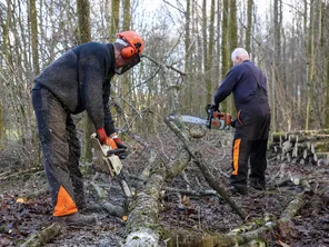 Affouagistes dans la forêt de Botans