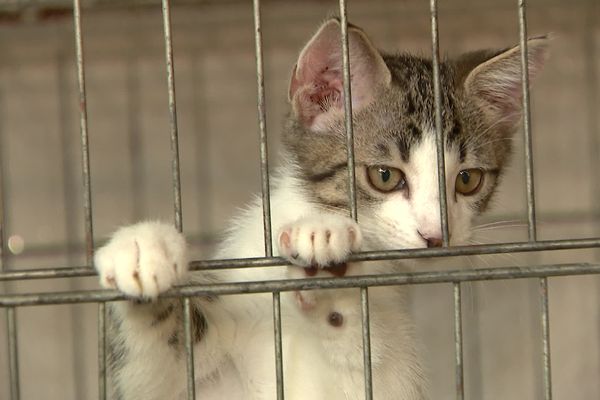 La SPA de Poitiers doit faire face aux abandons massifs d'animaux pendant l'été.