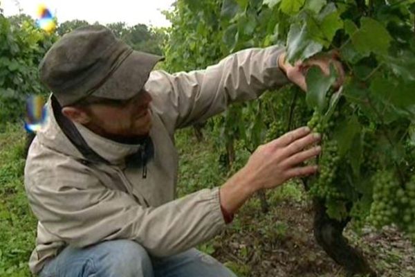 Le raisin de ce viticulteur est déjà atteint par le botrytis, un champignon qui n'apparaît normalement qu'en septembre.