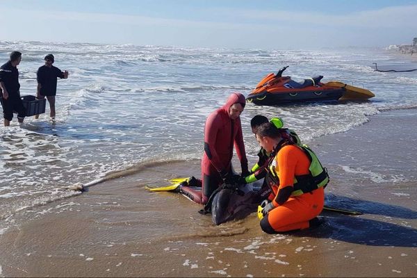 Le dauphin échoué sur la plage d'Agde était blessé au ventre.