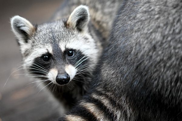 Les ratons laveurs, espèce exotique invasive, sont de plus en plus nombreux dans le Grand Est, l'Auvergne et la Gironde.