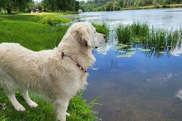 les chiens seront gardés au frais dans la tour Vauban, au bord du Doubs, près de la gare d'eau.