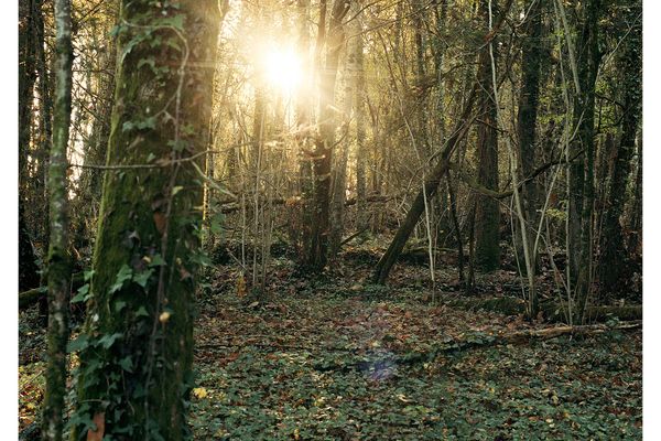 Les 5 hectares du bois de Percy, destinés à une coupe rase, ont été rachetés par l'association L'Aubraie.