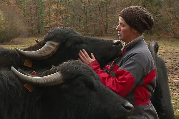 Fanny Bertrand avec ses buffllonnes