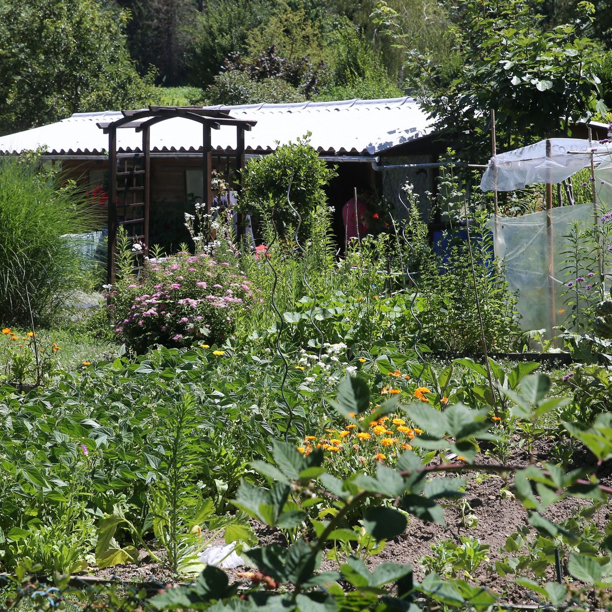 Quand réaliser vos semis pour un beau potager ? - Blog Limoges habitat