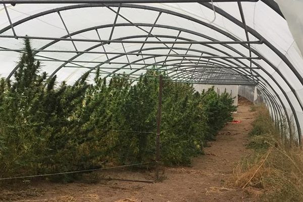 Au Vigan, les plants de cannabis découverts par les gendarmes étaient sous serre ou séchés