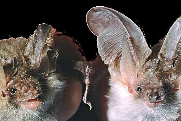 Deux chauves-souris "Oreillard des Alpes", une nouvelle espèce de chauve-souris découverte dans le Parc naturel régional du Queyras en 2001 (Archives)