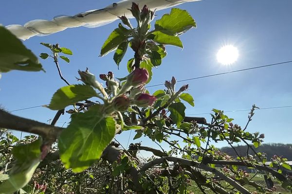 La filière pomme souffre des aléas de la météo toute l'année. Gel en hiver et sécheresse en été forcent tous les acteurs du secteur à s'adapter. D'ici à cinquante ans, les experts estiment que la pomiculture pourrait être moins rentable.