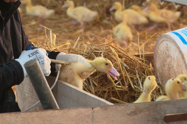 En Vendée, 420 élevages de canards sont concernés par cette campagne de vaccination