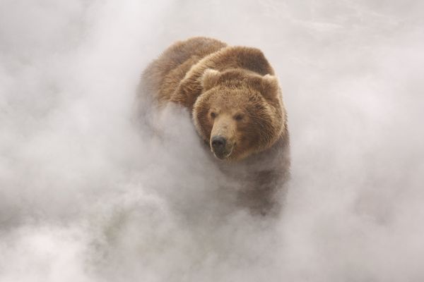 Photo du film - "Terre des Ours" (sorti le 26/02/2014)