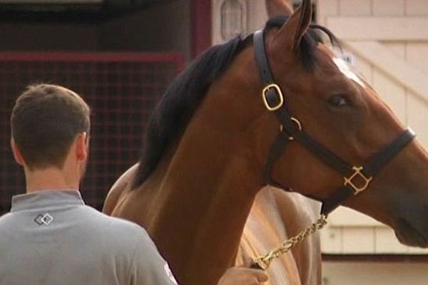 Vente de yearlings à Deauville, préparatifs le 16 août 2013