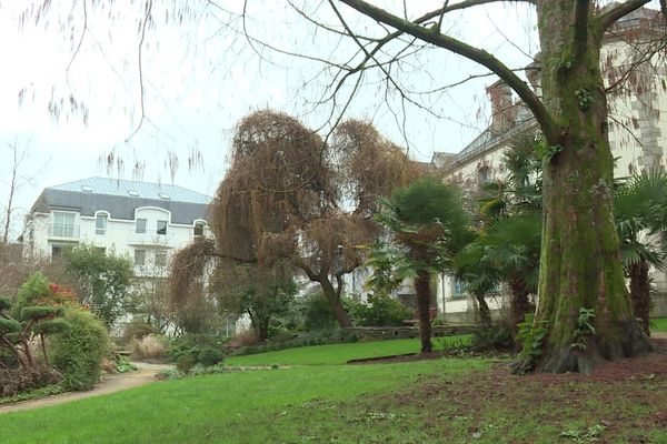 Quimper vient d'adhérer au barème de l'arbre et procède actuellement à l'estimation du prix des arbres dans la ville