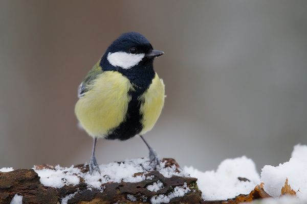 Nourrir les mésanges charbonnières, les merles et les moineaux en hiver n'est pas toujours une bonne idée