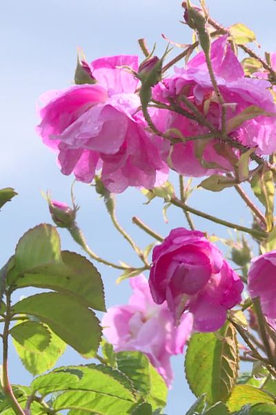 C'est surant le mois de mai que la centifolia se cultive du côté de Pégomas et de Grasse.