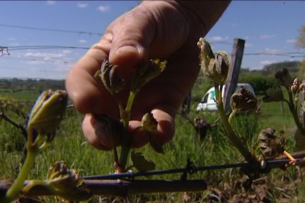 La vigne a souffert du froid, avec de nombreux bourgeons gelés.