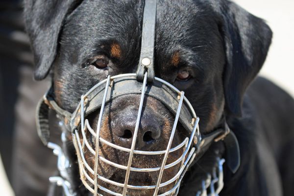 Le chien à l'origine de l'attaque d'un ado vendredi 5 juillet 2019 à Leyrieu est un pitbull. Photo d'illustration