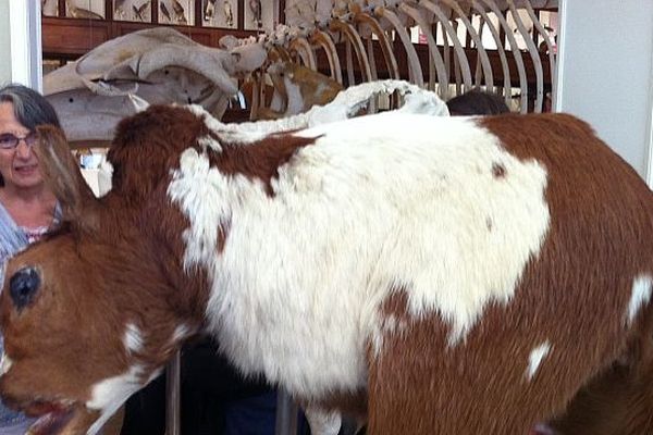 Autrefois dans les cabinets de curiosité des savants, on collectionnait les "monstres" issus de malformations génétiques , fascination de foire pour des scientifiques auto-proclamés.