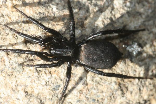 La Zelotes egregioides mesure 6 millimètres de long. Cette espèce discrète ne sort que la nuit pour chasser ses proies au sol.