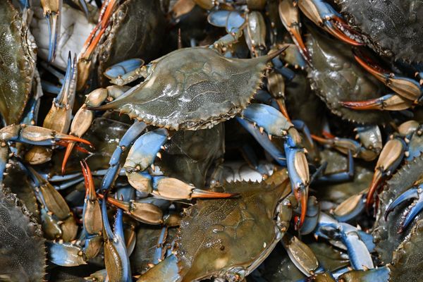 Le crabe bleu est originaire des Etats-Unis