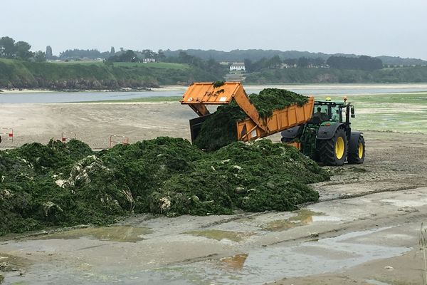 Ramassage d'algues vertes à Morieux