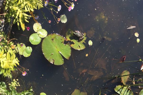 Au jardin des Plantes de Nantes, 3 espèces végétales en danger sont réimplantées dans leur milieu naturel