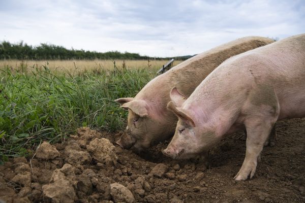 Il est nécessaire de déclarer vos animaux, même si vous ne possédez qu'un ou deux porcs chez vous.