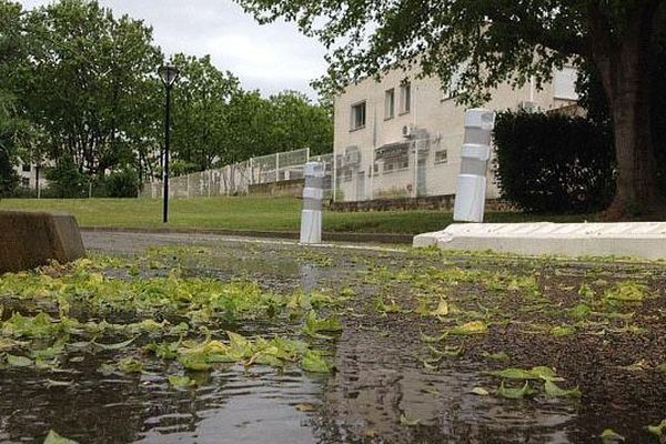 Les averses fortes sur Montpellier fragilisent les jeunes feuilles, ici au Millénaire.