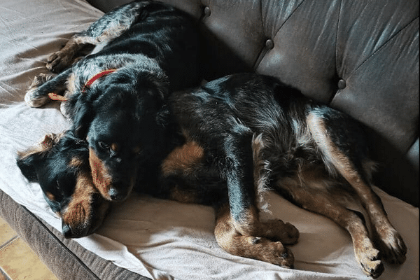 Le propriétaire a diffusé une photo de ses chiens accompagnée d'une annonce. Il explique offrir sa voiture à qui retrouvera ses animaux