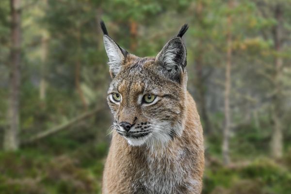 Un lynx boréal.