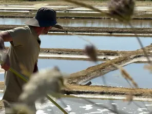 La saison 2024 de récolte du sel a commencé avec deux mois de retard à Oléron, à cause des conditions climatiques.