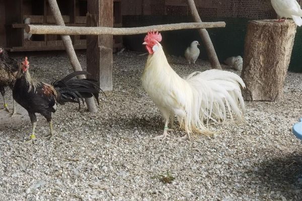 Les coqs ont retrouvé la basse-cour parmi une centaine d'espèces d'oiseaux, au Parc Animalier du Marais.