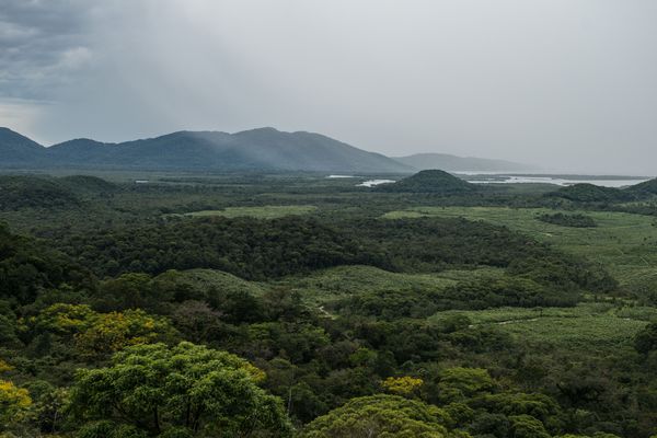 La photo de l'année 2017 désignée par Wikimedia Commons a été réalisée dans la forêt Atlantique, au Brésil, une zone menacée par la déforestation.